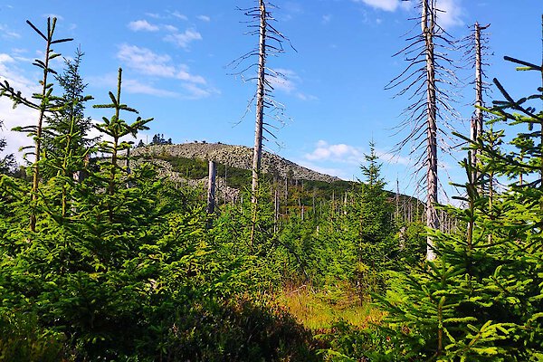 Lusen im Bayerischen Wald